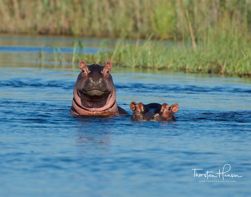 Flusspferde im Okavango 