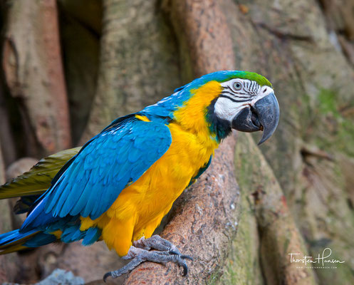 Der Gelbbrustara (Ara ararauna) ist eine Papageienart der Gattung der Eigentlichen Aras (Ara).