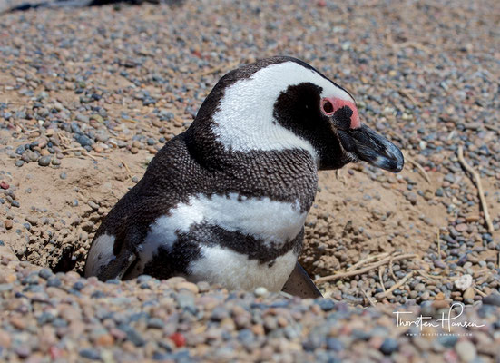 Magellan-Pinguin in seiner Bruthöhle