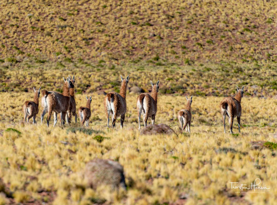 Vikunjas sind relativ schwer anzutreffen. Sie sind etwas kleiner als die Guanakos und leben zumeist in Höhen über 4000 Meter. Leider wurden sie, ähnlich den Guanakos, vor einigen Jahren fast ausgelöscht. 