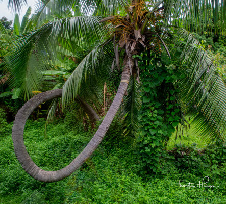 Verbogene Kokosnusspalme - Sie hat leider die Stromleitung berührt 