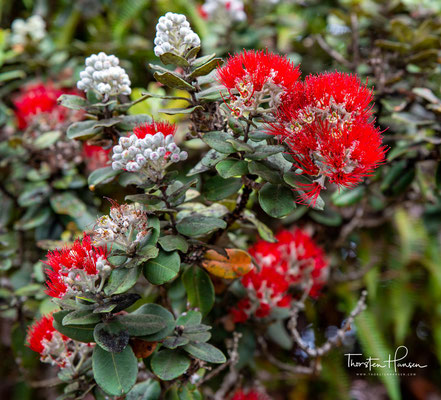 Rote Blüte der Ohiʻa Lehua Baum (Metrosideros Polymorpha), endemische Pflanze, Kilauea-Vulkan, Big Island, Hawaii, USA