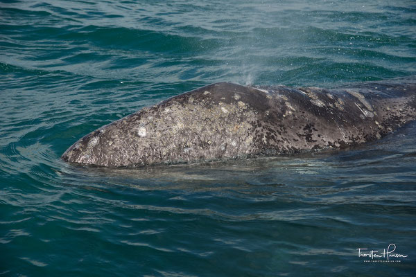 Whale Watching in Guerrero Negro