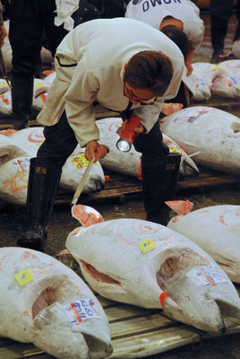 Tsukiji Fischmarkt in Tokio