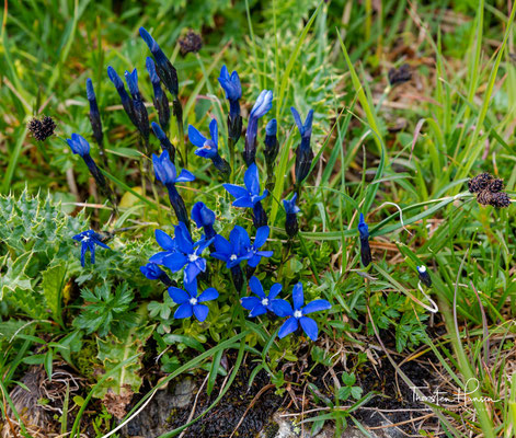 Der sehr seltene und besonders geschützte Schlauch-Enzian (Gentiana utriculosa) wächst in den Höhenlagen der südlichen und östlichen Allgäuer Alpen