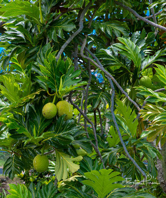 Die berühmte Meuterei auf der Bounty war durch die Brotfrucht bedingt: Lt. William Bligh bekam 1787 von König Georg III. den Auftrag, Stecklinge des Brotfruchtbaums von Tahiti zu den Westindischen Inseln zu bringen