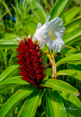Ingwer Blüte Samoa 