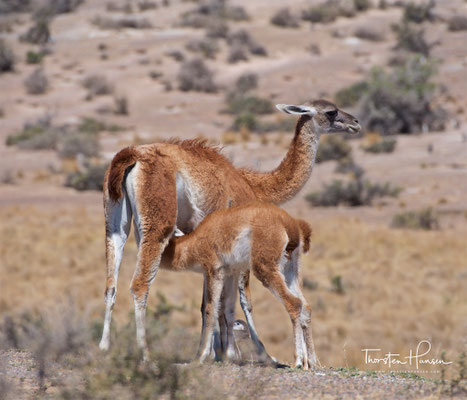 Das Guanako (Lama guanicoe), auch Huanako genannt, ist eine wildlebende Art innerhalb der Familie der Kamele