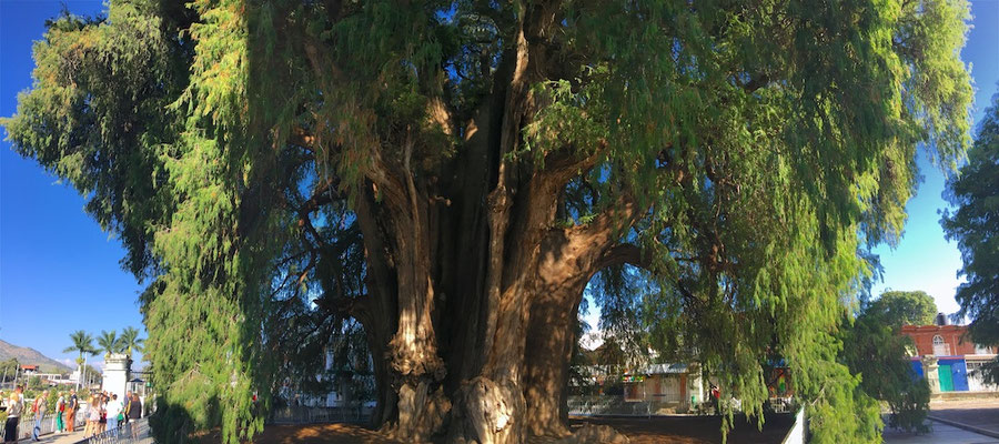 Der Baum von Tule, ist ein etwa 1400–1600 Jahre alte mexikanische Sumpfzypresse