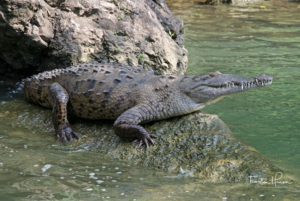Spitzkrokodil im Cañón del Sumidero