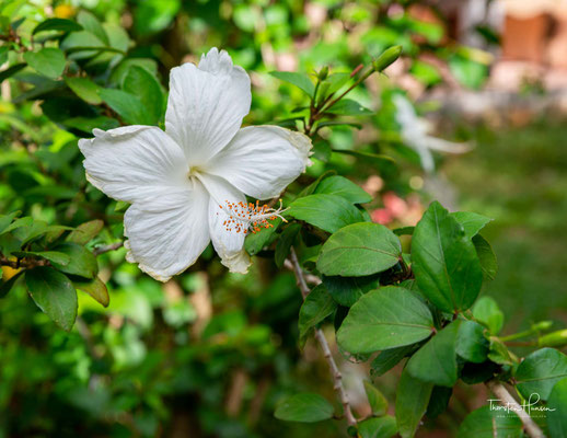 Hibiskus auf der Pfefferfarm in Kampot