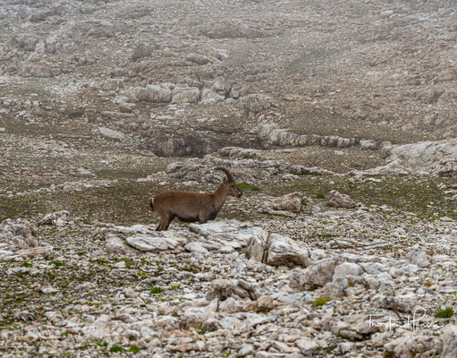 In Südtirol gibt es nur wenige Steinböcke, die in freier Wildbahn leben. Die Chance einen Steinbock in freier Wildbahn zu sehen ist sehr gering. 