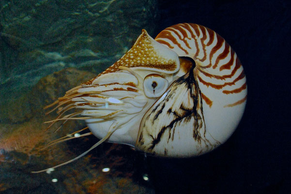 Begeben Sie sich auf eine Entdeckungsreise durch das „Grand Aquarium", beobachten Sie die Meeresbewohner von der weltweit größten Aquariumkuppel oder durch ein riesiges 8 mal 13 Meter großes Beobachtungsfenster.