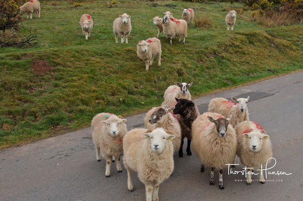 Exmoor-Nationalpark