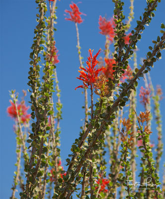 Kakteen, Baja California