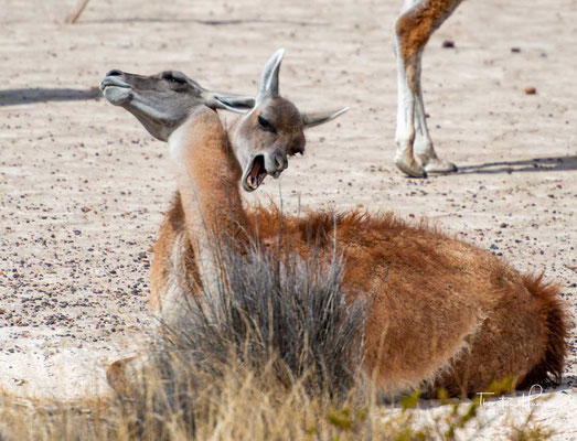 Diese schöne Tierart war vor der Ankunft des Weißen Mannes ein grundlegender Verbündeter für das Überleben der Ureinwohner Patagoniens, der Fleisch als Nahrung und Haut als Schutz diente.