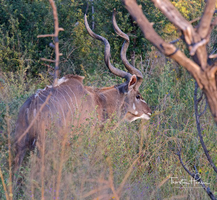 Kudu im Bwabwata-Nationalpark