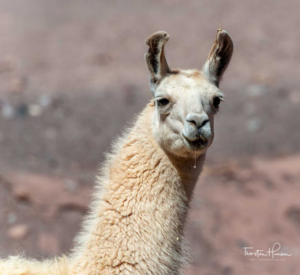 Das Lama wird in unzugänglichen Regionen der Anden immer noch als Lasttier verwendet. Insgesamt werden in Südamerika heute etwa drei Millionen Lamas gehalten, vorwiegend wegen ihres Fleisches und ihrer Wolle