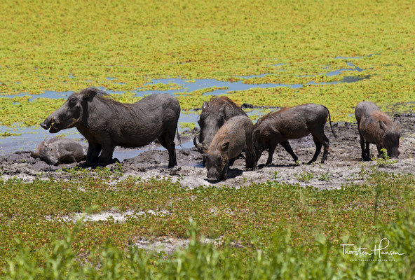 Warzenschweine im Tarangire-Nationalpark