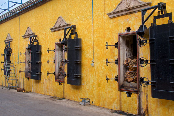José Cuervo in Tequila in Jalisco