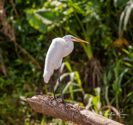 Der Schmuckreiher (Egretta thula) ist eine Vogelart aus der Familie der Reiher (Ardeidae).  Der Schmuckreiher hat eine Größe von etwa 56 bis 66 Zentimeter. Seine Flügelspannweite beträgt um die 100 Zentimeter