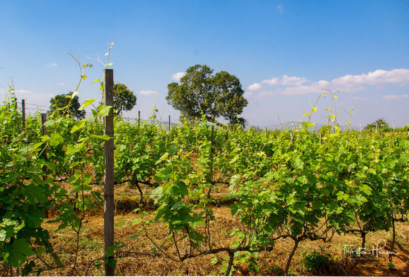 Myanmar’s Shan Staat bringt herrvorragende Weine hervor. Traubensorten wie Dornfelder, Shiraz, Tempranillo und Sauvignon gedeien prächtig. Perfekte klimatische Verhältnisse und fruchtbare Böden sind perfekt für die Trauben.