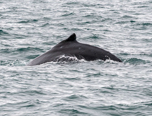 Er erreicht eine Körpergröße von 12 bis 15 Metern und hat im Vergleich zu anderen Walen deutlich größere Flipper.