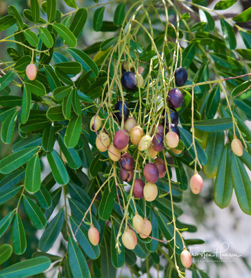 Pistazienbaum am Strassenrand