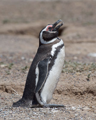 Das Erstaunlichste an diesen Pinguinen ist das Fehlen jeglicher Scheu vor dem Menschen