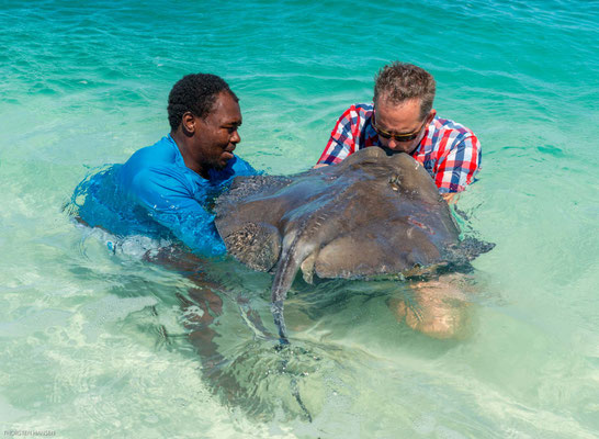 Sie werden mit Fischen und anderem Seegetier angelockt und garantieren den Besuchern schöne Fotos im seichten, warmen Wasser.