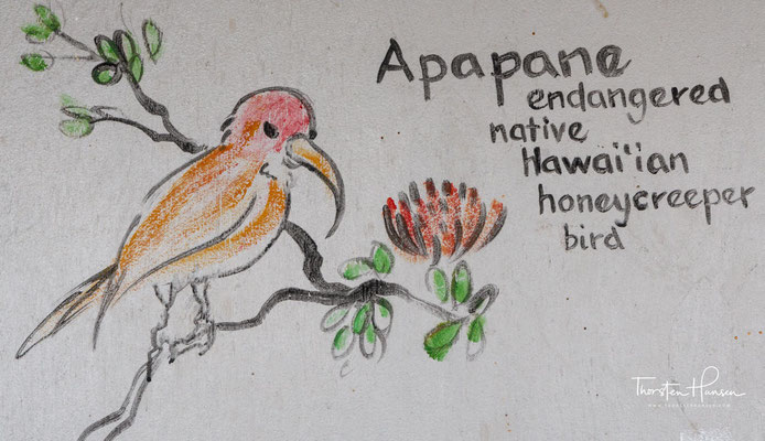 Die Apapane kommt auf sechs der acht Hawaii-Inseln vor, wo sie in großen Höhen wohnt, um sich vor Prädatoren wie dem Kleinen Mungo (Herpestes javanicus), vor Ratten (Rattus), vor der tödlichen Vogelgrippe und vor Stechmücken (Culicidae) zu schützen.