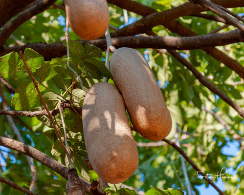 Der Leberwurstbaum (Kigelia africana (Lam.) Benth., Syn.[1] Kigelia pinnata (Jacq.) DC. 1845) ist eine Pflanzenart aus der Familie der Trompetenbaumgewächse (Bignoniaceae