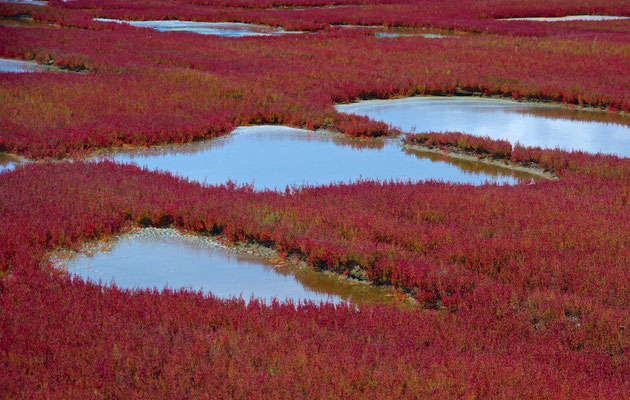 Glasswort Blüte in Abashiri