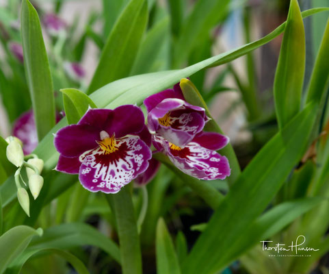 Der Akatsuka Orchid Gardens
