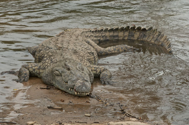 Krokodil im Serengeti NP