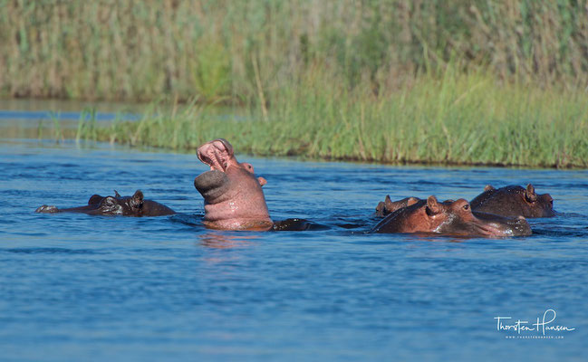 Flusspferde im Okavango 