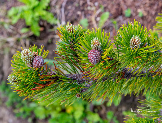 Der Naturpark Karwendel informiert folgendermassen über die Latsche: „Die Latsche (Pinus mugo) auch Legföhre, Krüppelkiefer oder Zunter genannt, 