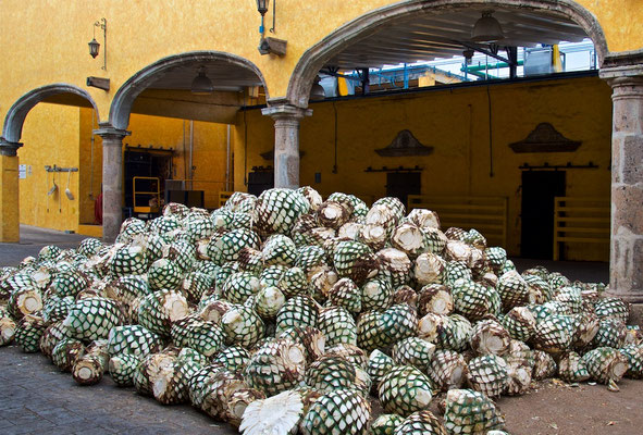 José Cuervo in Tequila in Jalisco