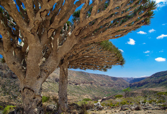 Drachenbäume sind keine echten Bäume, da sie ein atypisches Dickenwachstum aufweisen; es sind baumförmige Lebensformen, die einen selbsttragenden verholzten Stamm besitzen