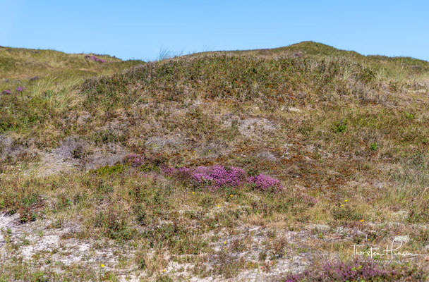 Die Texeler Dünen sind in ihrer heutigen Form großenteils durch menschlichen Einfluss entstanden. 