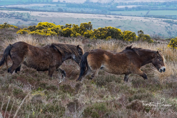 Exmoor Ponys im Exmoor-Nationalpark