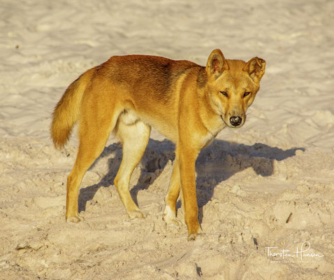 ie Dingopopulation steht daher in diesem Nationalpark unter erheblichem Überlebensdruck.