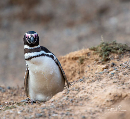 Magellan-Pinguine am Strand von Valdés