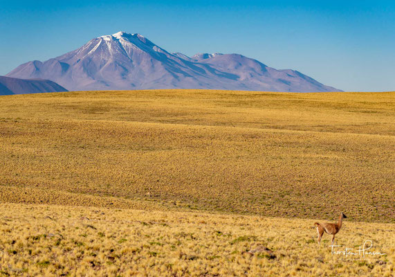 Der Acamarachi (auch: Cerro Pili) ist ein Stratovulkan in Nord-Chile. Seine Höhe beträgt 6046 m. Die Neigung der Flanken erreicht stellenweise 45 Grad.