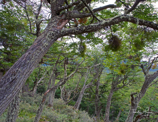 Die Antarktische Scheinbuche (Nothofagus antarctica) im Nationalpark Tierra del Fuego