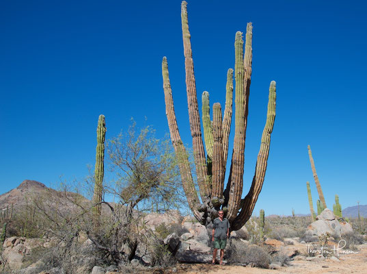 Kakteenlandschaft in der Cataviña-Wüste