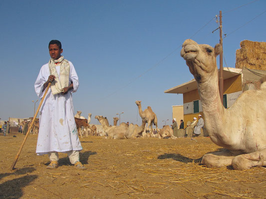 Birqash Camel Market