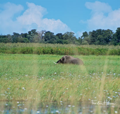 Elefant im Bwabwata-Nationalpark (ehemals Caprivi-Nationalpark und Mahango-Nationalpark)