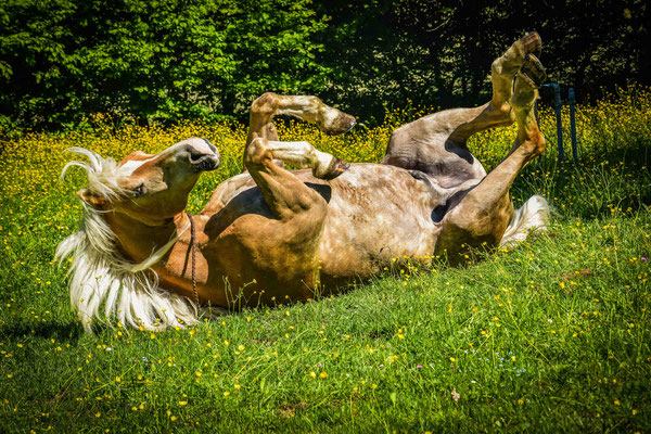 Tierfotografie - Pferd