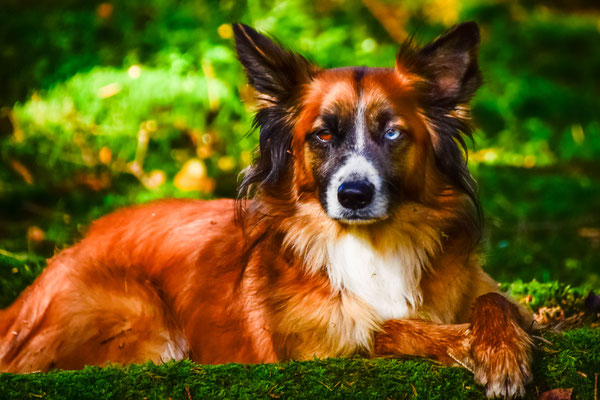 Tierfotografie - Jimmy